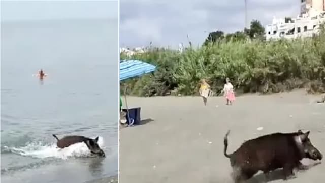 入水能游出水能跑！野猪冲上西班牙海滩吓坏游客