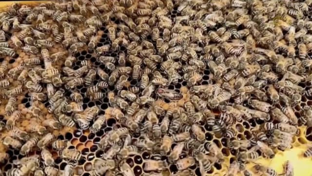 阿联酋养蜂人改造蜜蜂基因 使蜜蜂能在高温下繁殖