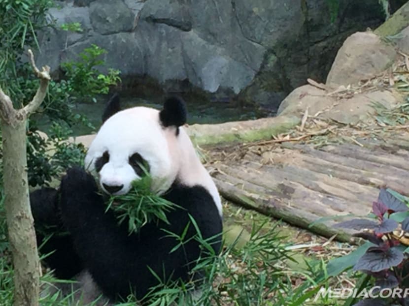 Female panda Jia Jia is often “missing” in the exhibit and has been spending more time sleeping in her den, eating less and showing an increased level of progesterone, which are signs of pregnancy or pseudo-pregnancy, say caretakers. Photo: Yeo Kai Ting