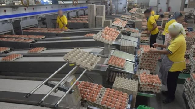 马国政府允许从外国进口鸡蛋 以应对鸡蛋短缺问题