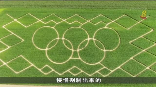 德国农家将稻田打造成奥林匹克迷宫 吸引大批访客