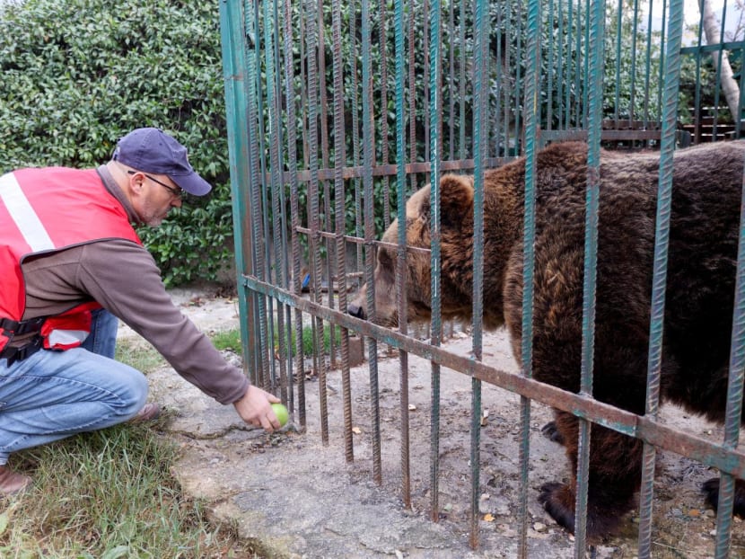 In this photograph taken on Dec 3, 2022, coordinator of "Four Paws" animal welfare organisation Sajmir Shehu gives an apple to the brown bear Mark, inside his cage at a restaurant in Tirana.