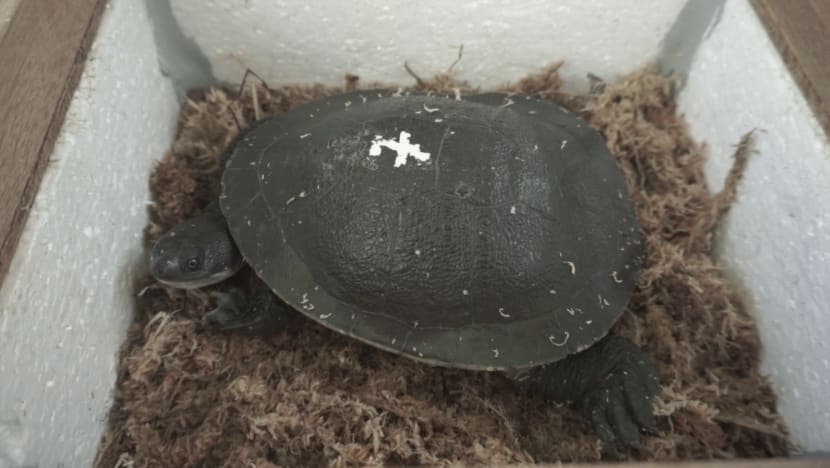 Critically endangered Roti Snake-necked Turtles sent from Singapore to native Indonesia