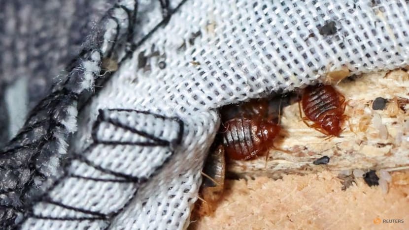 CNA Explains How to check for bedbugs when you travel and avoid