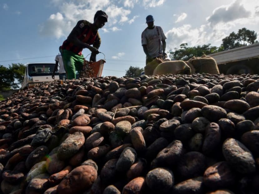 Workers fill sacks with cocoa beans in Ivory Coast. Photo: AFP