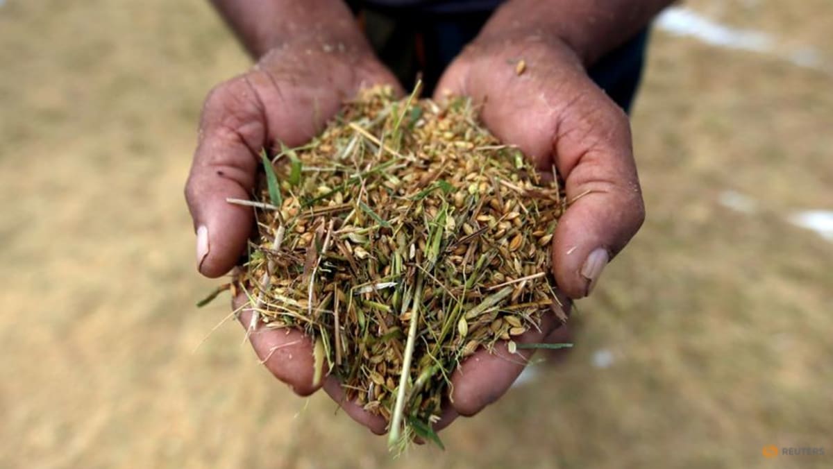 Tanaman padi Sri Lanka dijadwalkan turun setelah larangan pupuk kimia