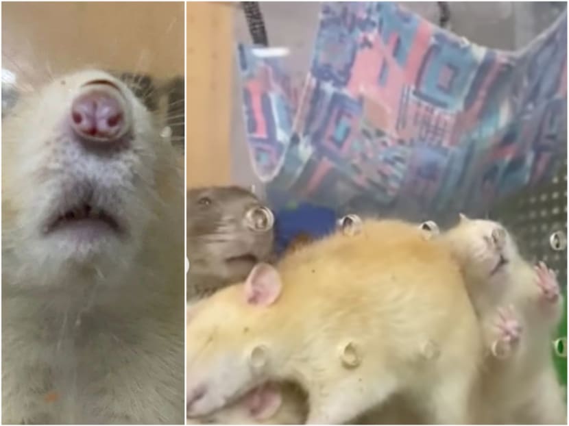 Screenshots from a video put up by Hamster Society Singapore of rats sniffing at ventilation holes in an enclosure and exhibit at Singapore Zoo.