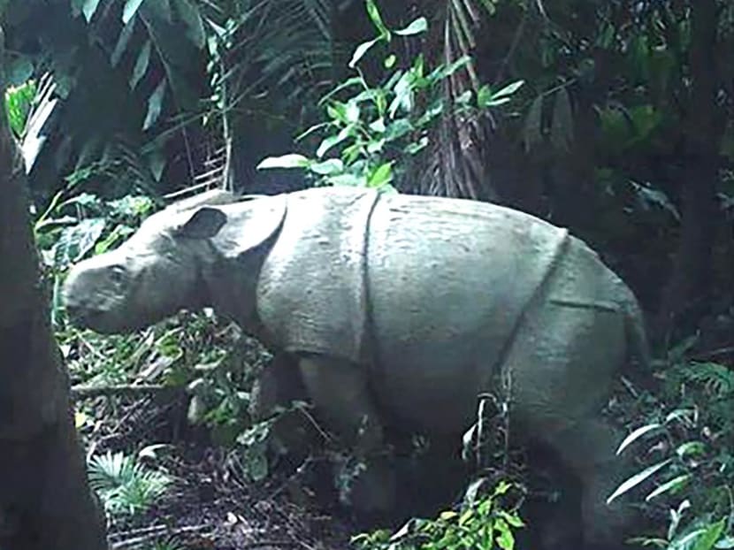 One of two rare Javan rhino calves that were caught on video in the Ujung Kulon National Park, raising hopes for the longer-term survival of the endangered species.