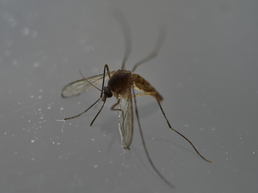 The World Health Organization on November 18, 2016 announced in an online press conference that the Zika virus outbreak no longer poses a world public health emergency. Photo: AFP