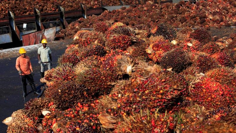 Malaysia’s palm oil growers fall on hard times Malaysia’s palm oil growers fall on hard times