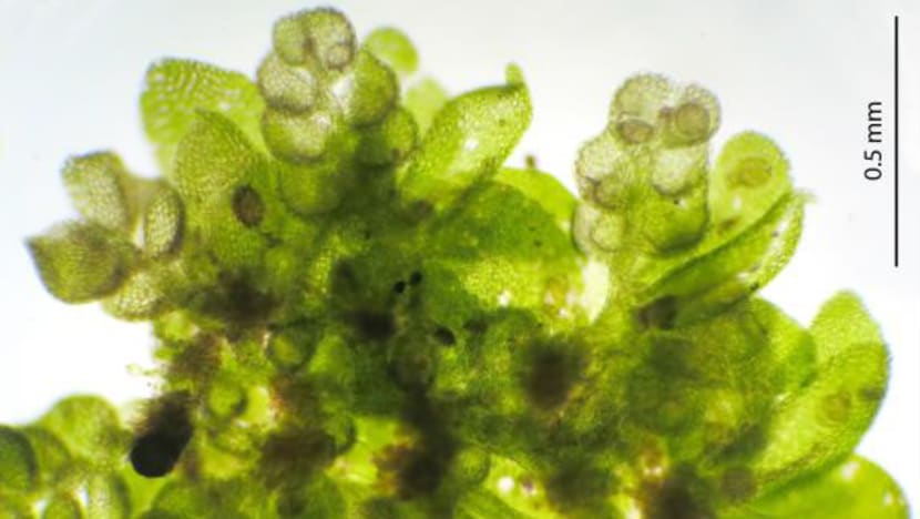 Orchid that was presumed extinct, new liverwort species among plant discoveries recorded in 2021