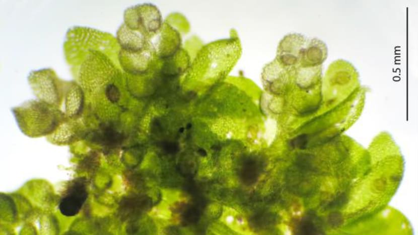 Orchid that was presumed extinct, new liverwort species among plant discoveries recorded in 2021 Orchid that was presumed extinct, new liverwort species among plant discoveries recorded in 2021
