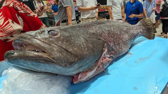 巨型石斑鱼如四五岁小孩身高 半小时售罄合计1500元