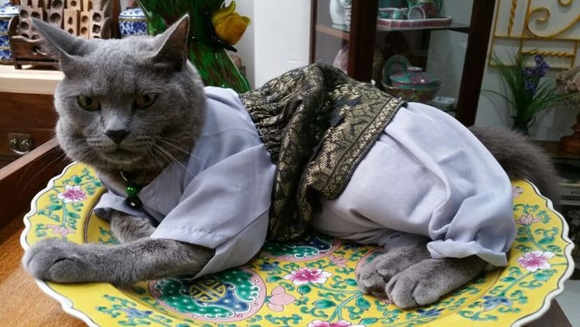 Kucing paling kacak dan segak Singapura lengkap berbaju Melayu pada Hari Raya Kucing paling kacak dan segak Singapura lengkap berbaju Melayu pada Hari Raya