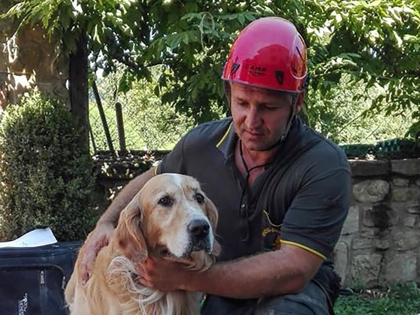 A firefighter pets Romeo, the golden retriever that was rescued from a pile of quake rubble after firefighters heard the dog barking, nine days after the temblor struck in the town of Amatrice, Italy, Sept 2, 2016. Photo: AP