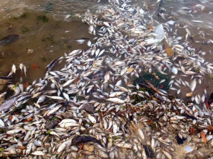 Thousands of dead fish spotted at Pasir Ris Beach. Photo: Sean Yap's Facebook page