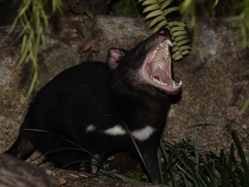 You can now say hello to 4 Tasmanian Devils at your next Singapore Night Safari visit