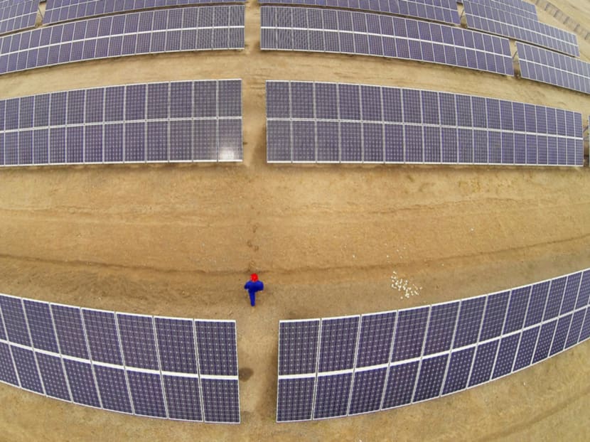 Hairy crabs help China’s solar industry flourish Hairy crabs help China’s solar industry flourish