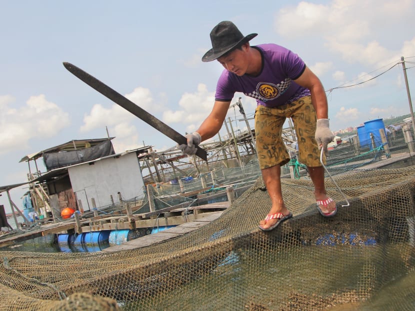 Farmers still reeling from losses after fish deaths