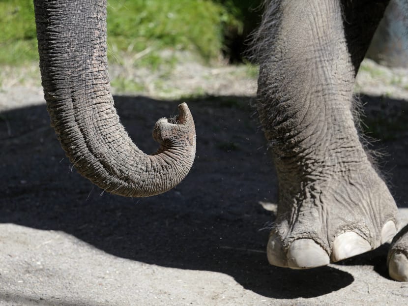 2 Seattle elephants on long trip to Oklahoma City Zoo