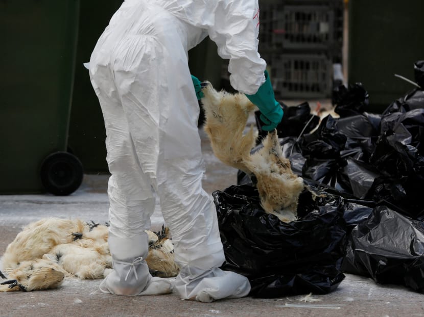 A Hong Kong health officer puts culled poultry in a plastic bag at a wholesale market after a spot check at a local street market revealed the presence of the H7N9 bird flu virus. Photo: Reuters