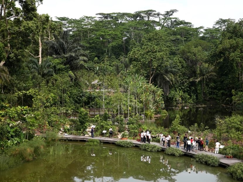 Century-old forest at Botanic Gardens opens Century-old forest at Botanic Gardens opens