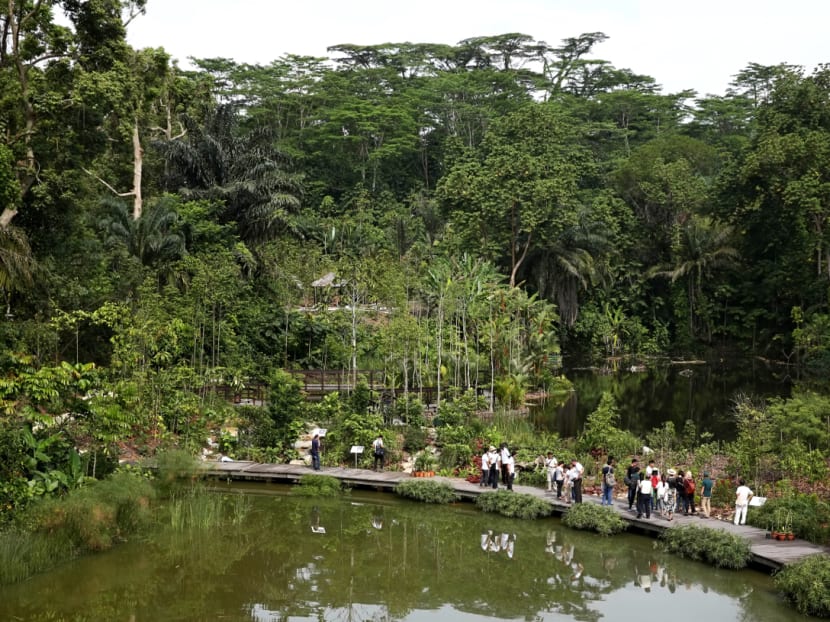 Century-old forest at Botanic Gardens opens