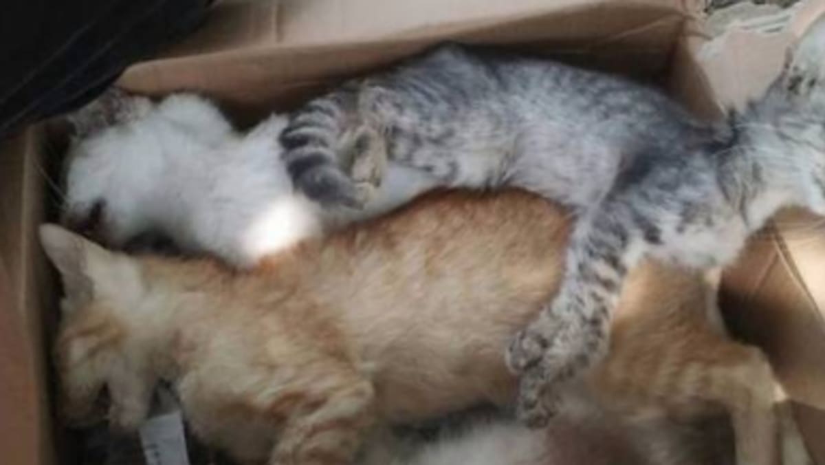 Kes penderaan ke atas haiwan di Malaysia catat peningkatan  BERITA