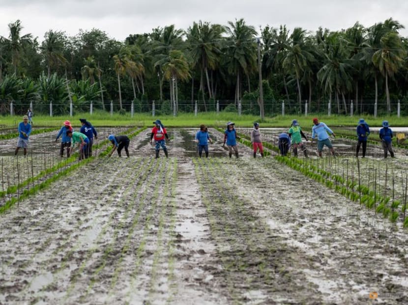 FILE PHOTO: Farmers plant rice seedlings that are part of a breeding program for late-maturing varieties, at the International Rice Research Institute, in Los Banos, Laguna province, Philippines, January 18, 2023. REUTERS/Lisa Marie David/File Photo