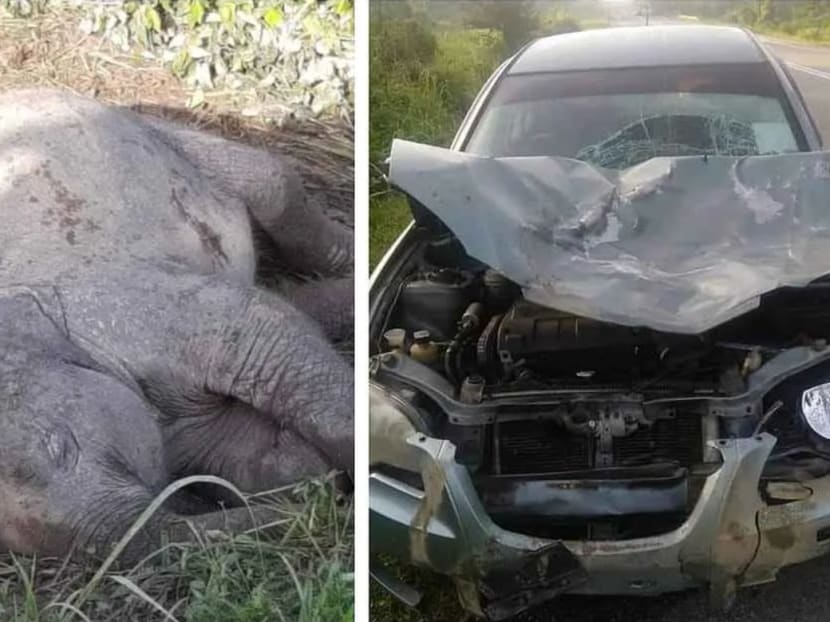 The dead baby elephant by the side of the road was spotted by many motorists along Jalan Mawai in Johor.