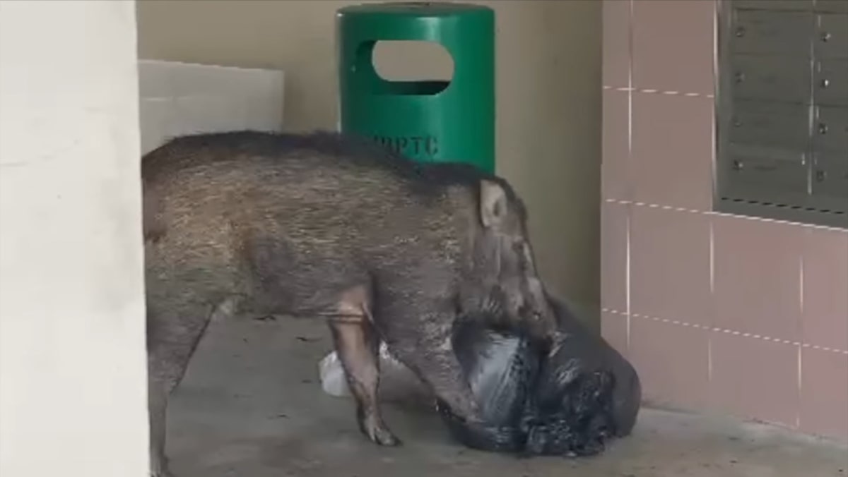 Limbah makanan yang tertinggal di luar tempat sampah menarik babi hutan ke Bukit Panjang, kata kelompok hewan