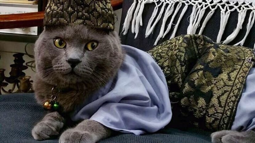 Kucing paling kacak dan segak Singapura lengkap berbaju Melayu pada Hari Raya Kucing paling kacak dan segak Singapura lengkap berbaju Melayu pada Hari Raya