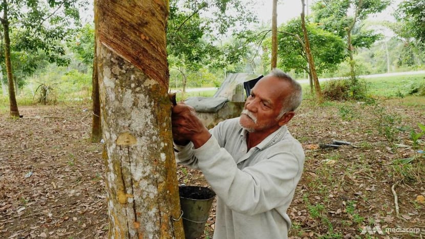 Malaysia's glove industry is booming amid COVID-19, but are rubber smallholders seeing the benefits? Malaysia's glove industry is booming amid COVID-19, but are rubber smallholders seeing the benefits?