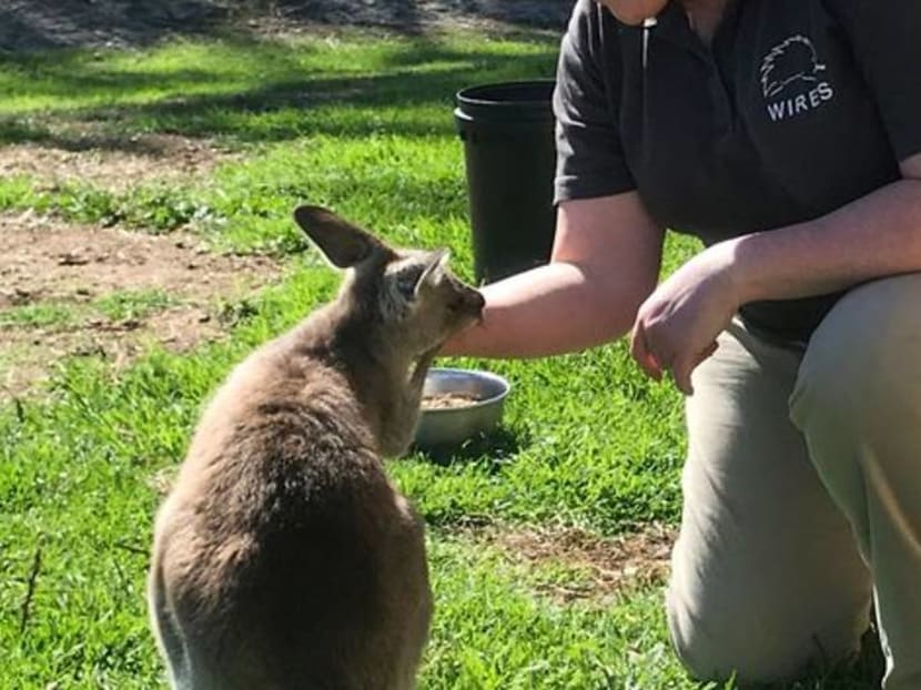 Australian carer mothers orphaned kangaroos back to health Australian carer mothers orphaned kangaroos back to health