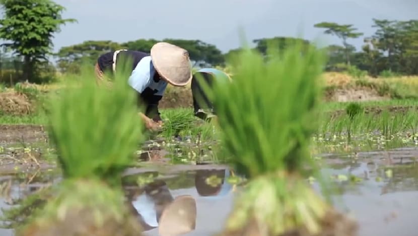 BERITA+: Petani kecil Indonesia dilatih cara tanam padi guna kaedah lebih mampan