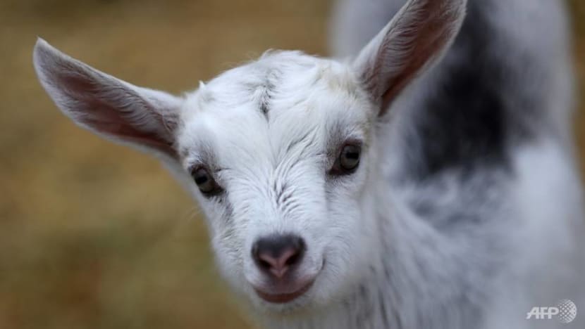 Feeling mehhh: Goats bleat to reveal their emotions to friends