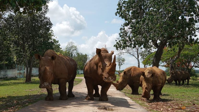Cuba zookeepers celebrate birth of rare baby white rhino Cuba zookeepers celebrate birth of rare baby white rhino