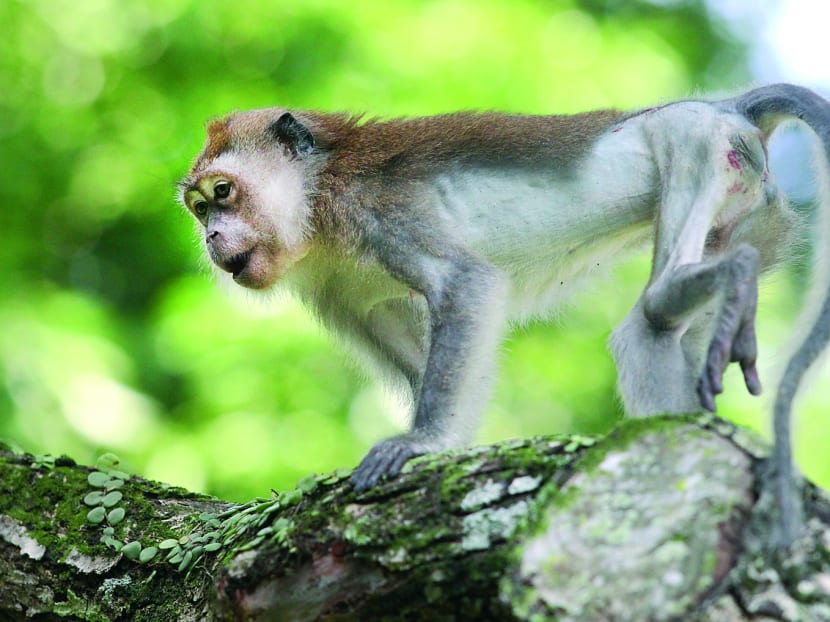 People who consciously break the law and feed the monkeys have allowed them to alter their natural foraging habits and become aggressive. TODAY file photo