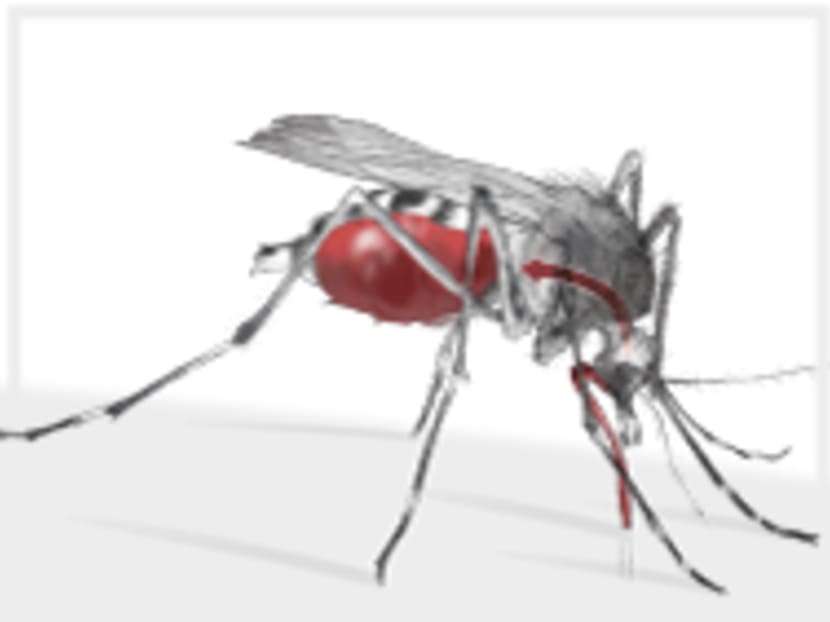 An Aedes aegypti mosquito. Photo: Adolfo Arranz/TODAY
