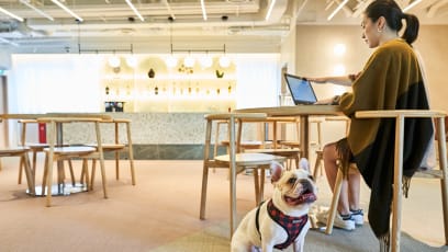 You Can Bring Your Dog To Work Every Day At This New Co-Working Space