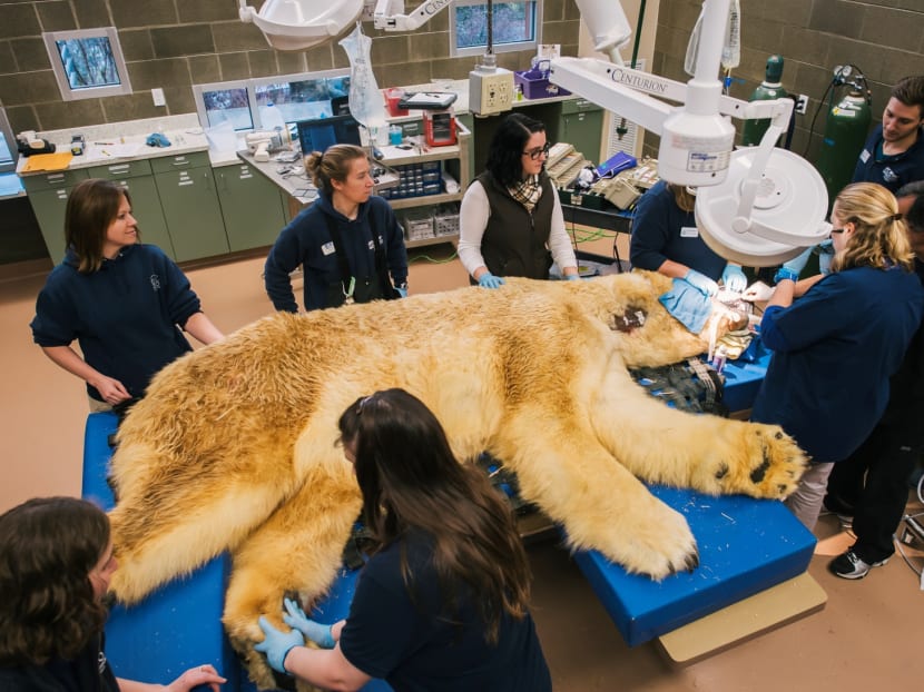 In this Friday, Feb 6 photo, provided by the Point Defiance Zoo and Aquarium, veterinarians and support staff work to remove three broken or decayed teeth from a 29-year-old polar bear. Photo: AP