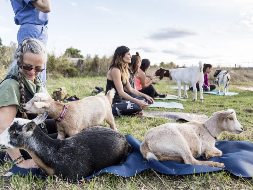 Gallery: Bring a yoga mat and an open mind. Goats are provided