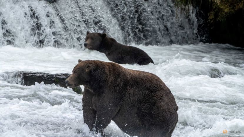 Ahead of winter hibernation, Alaska celebrates Fat Bear Week Ahead of winter hibernation, Alaska celebrates Fat Bear Week