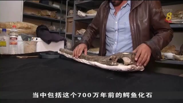 秘鲁发现700万年前鳄鱼化石 提供鳄鱼进化过程线索