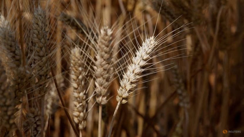 China's farm ministry seeks to salvage damaged wheat China's farm ministry seeks to salvage damaged wheat