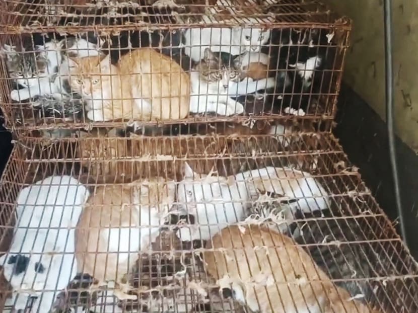 This image grab taken on Aug 25 and released on Aug 31, 2022 by Vshine/Humane Society International shows cats among 150 cats rescued by police from cat meat trade in Jinan, in China's eastern Shandong province.