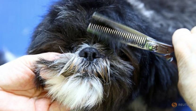 In Vienna, getting a haircut can be easier for dogs than their owners In Vienna, getting a haircut can be easier for dogs than their owners