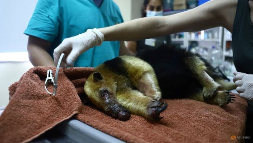 Capybaras, marsh deer, anteaters flee Argentina wildfires; many don't escape Capybaras, marsh deer, anteaters flee Argentina wildfires; many don't escape