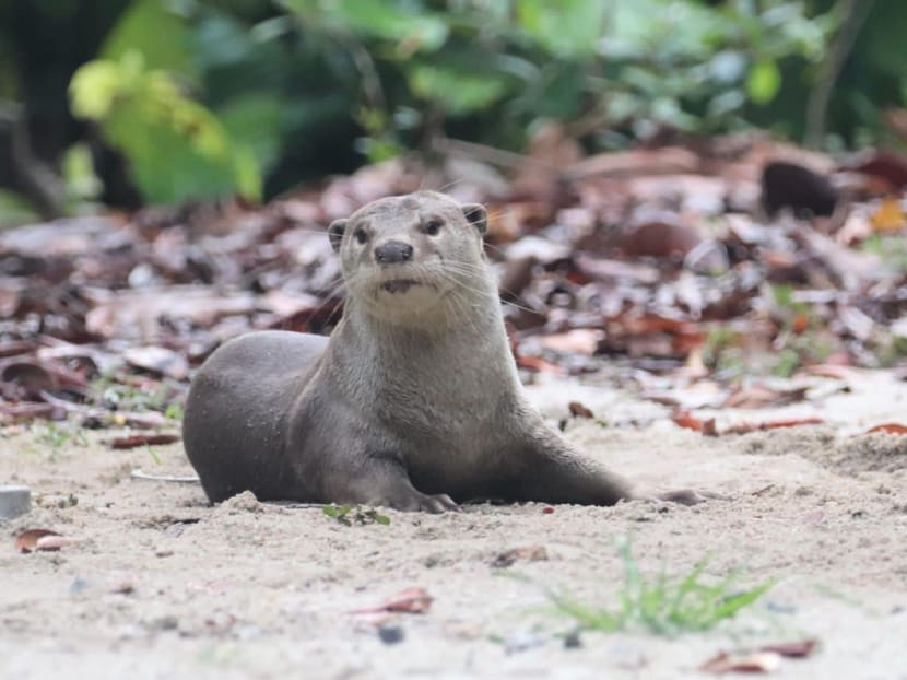 Otters could be moved out of housing estates, as part of efforts to reduce potential human-wildlife conflict