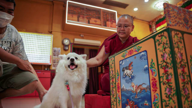 让家中宠物也能获祝福 大乘禅寺办首场宠物祈福夜